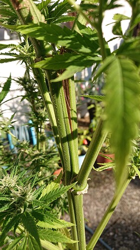 Growreport Bild 33