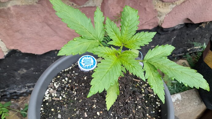 Growreport Bild 15