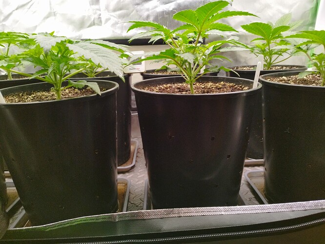 Growreport Bild 5