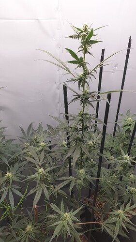 Growreport Bild 2