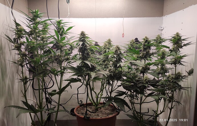 Growreport Bild 3