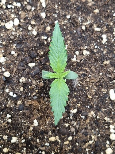 Growreport Bild 1