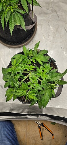 Growreport Bild 13