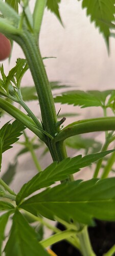 Growreport Bild 1