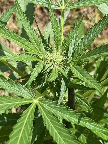 Growreport Bild 17