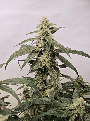 MVIMG_20251107_163659