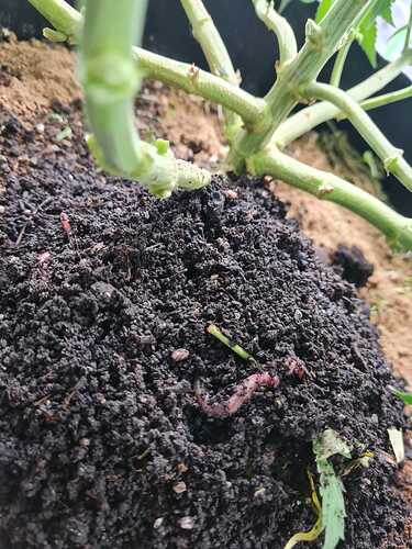 Growreport Bild 26