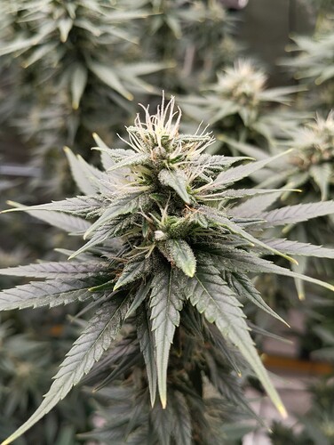 Growreport Bild 6