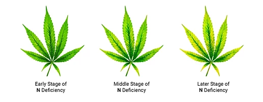 Nitrogen-Deficiency