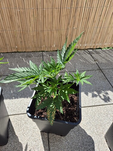 17166281892311599536644870750903