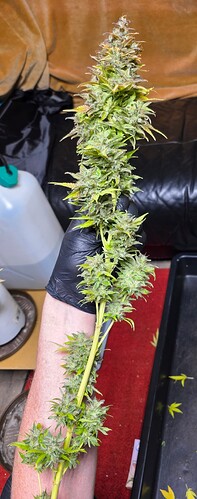 Growreport Bild 106