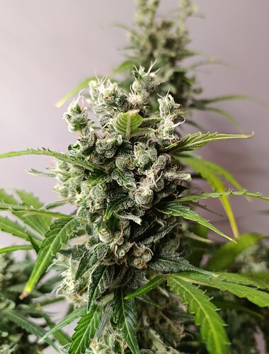 Growreport Bild 6