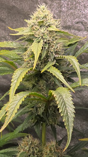 Growreport Bild 22