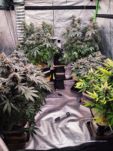 Growreport Bild 2