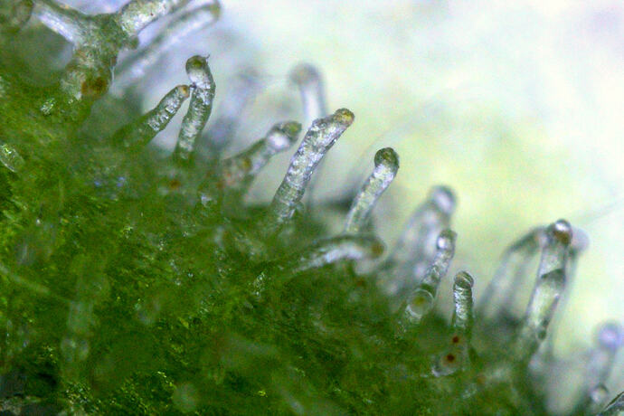 trichome_maui_5