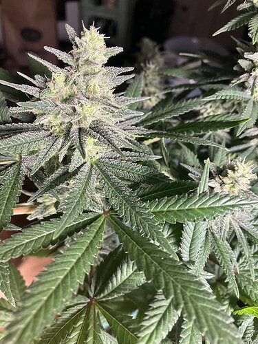 Growreport Bild 7
