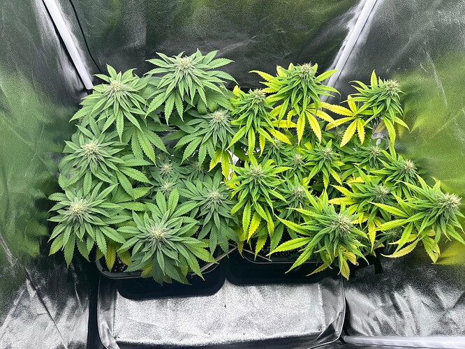 Growreport Bild 1