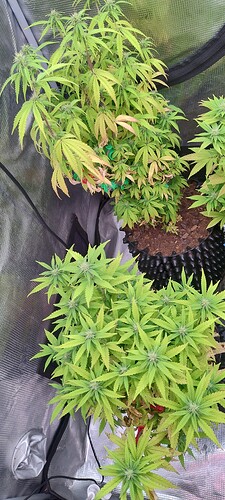 IMG_20251120_202345026_HDR