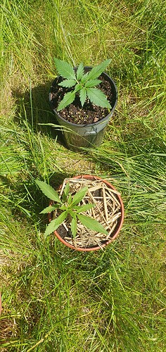 Growreport Bild 4