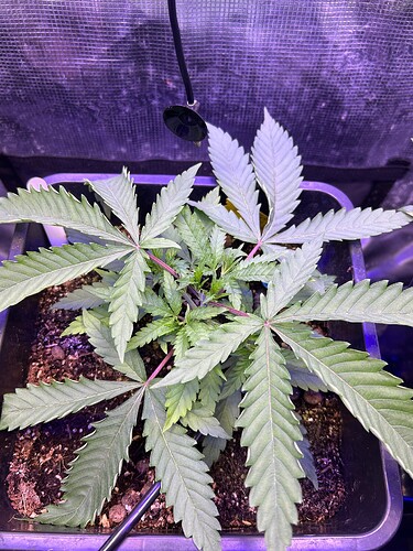 Growreport Bild 19