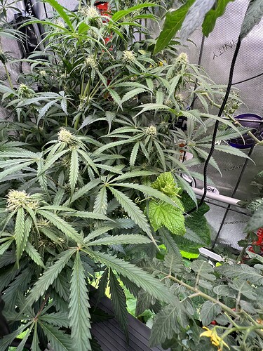 Growreport Bild 3