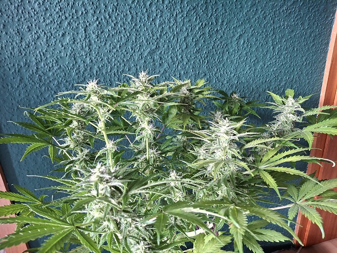 Growreport Bild 3