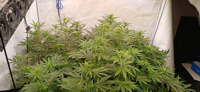 Growreport Bild 3