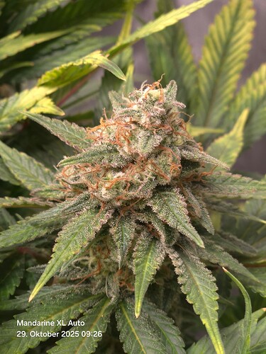 Growreport Bild 17