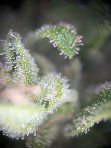 Growreport Bild 13