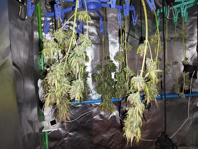 Mehrere Cannabis-Pflanzen hängen kopfüber in einem Trocknungszelt, um zu trocknen. Ein kleiner Ventilator ist an der Seite angebracht.