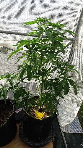 Growreport Bild 8
