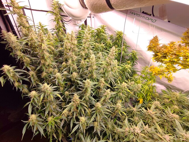 Growreport Bild 34