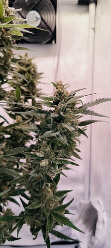 Growreport Bild 8
