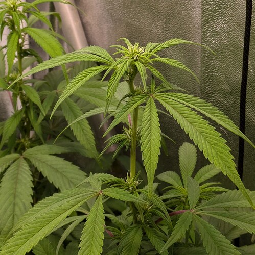 Growreport Bild 2