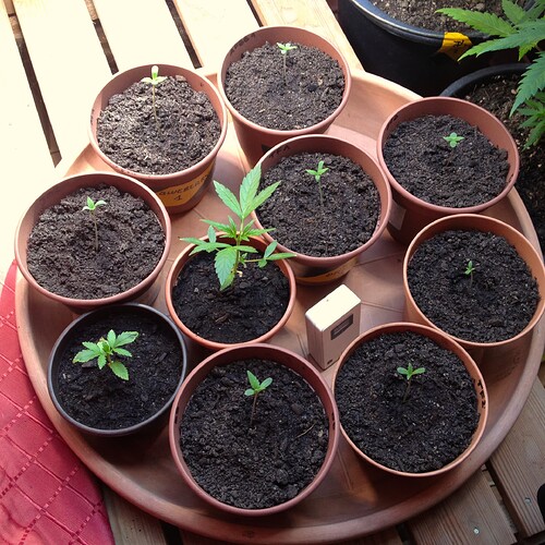 Eine Gruppe von Cannabis-Sämlingen in kleinen Töpfen auf einem runden Tablett, einige spargeln leicht.