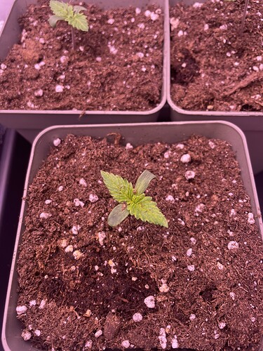 Growreport Bild 7