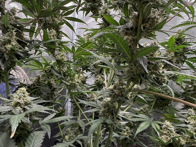 Growreport Bild 31