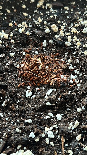 187B3FCD-6837-4B99-8055-67E7111EF306