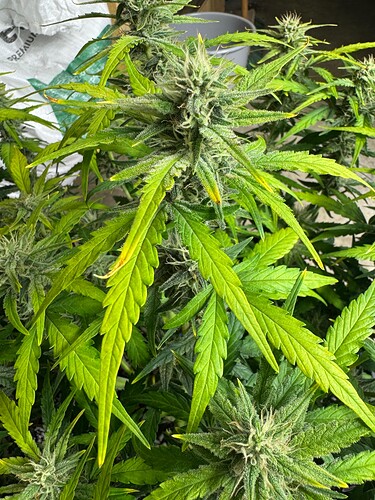 Growreport Bild 3