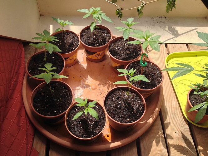 Grow25_0520_01