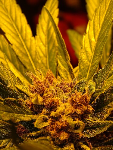 Growreport Bild 10