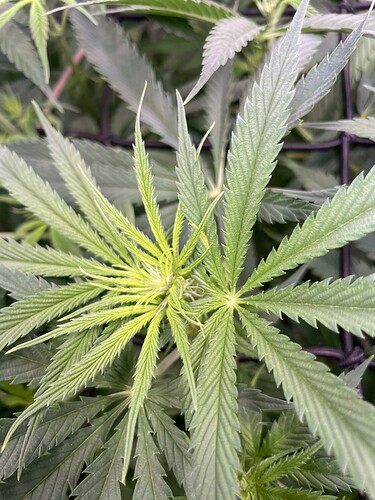 Growreport Bild 5