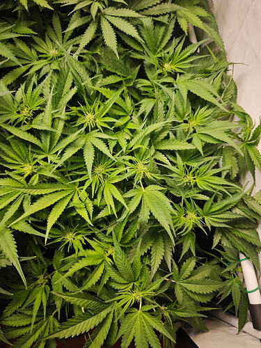 Growreport Bild 38