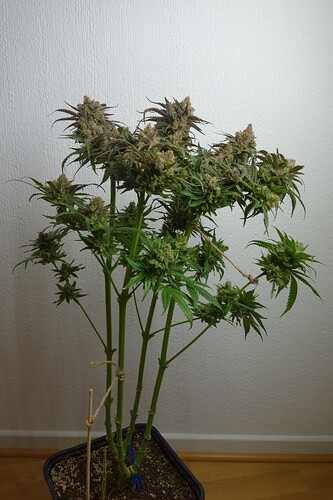 Growreport Bild 2