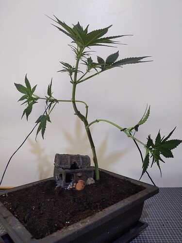 IMG_20240310_115336_147