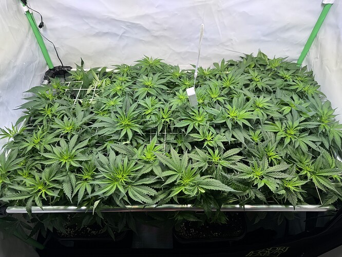 Growreport Bild 1