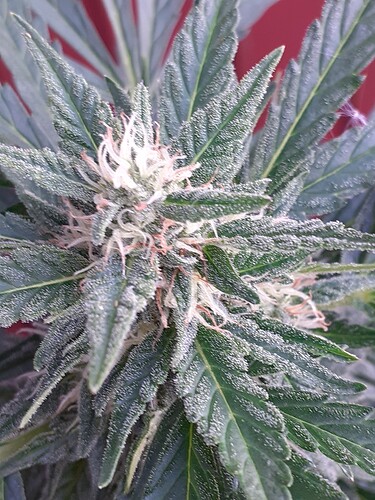 Growreport Bild 111