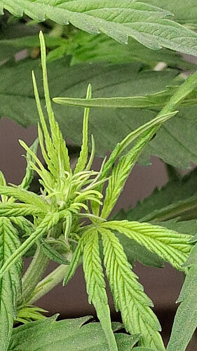 Growreport Bild 324