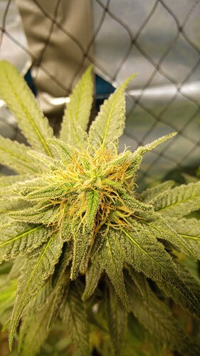 Growreport Bild 3