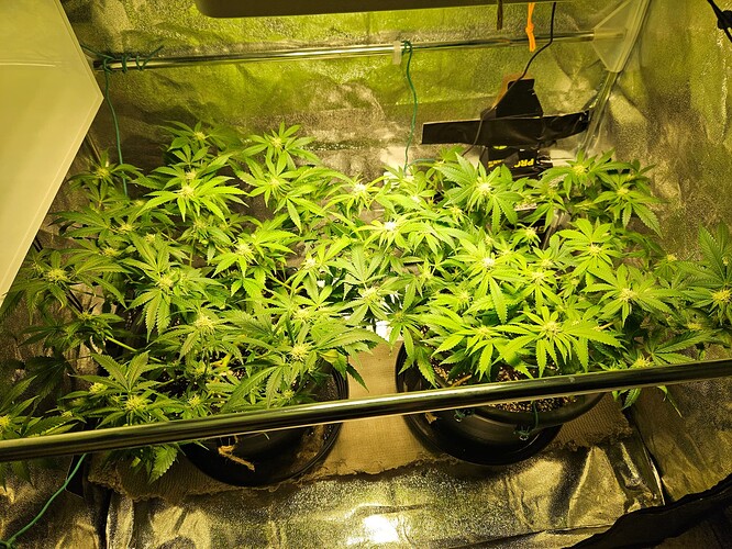 Growreport Bild 9